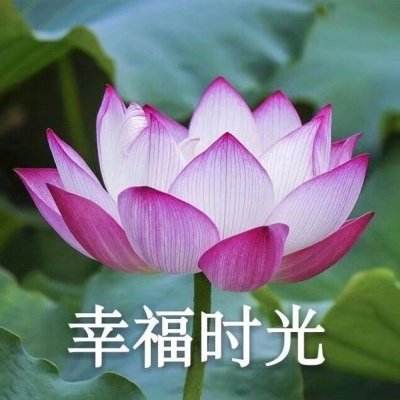 微视频｜弘扬“上海精神” 促进民心相通